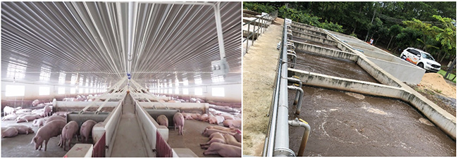 Hệ thống nước thải chăn nuôi heo công nghiệp.