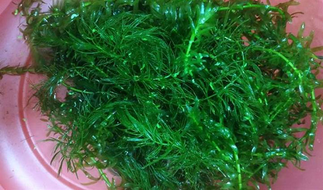 Rong trong ao nuôi tôm.