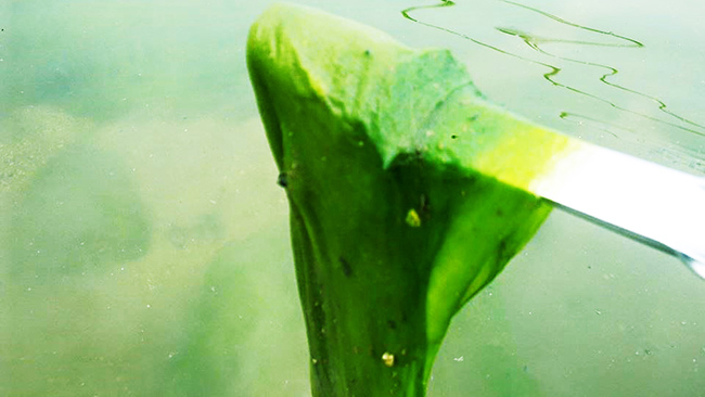 Tảo lam xuất hiện trong nước ao tôm.