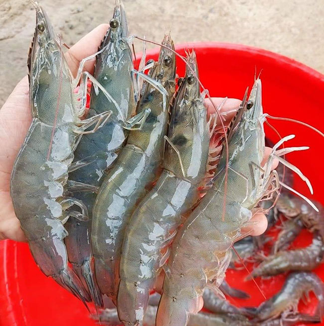 Chủ động phòng ngừa bệnh là cách tốt nhất để thu hoạch tôm thành công.