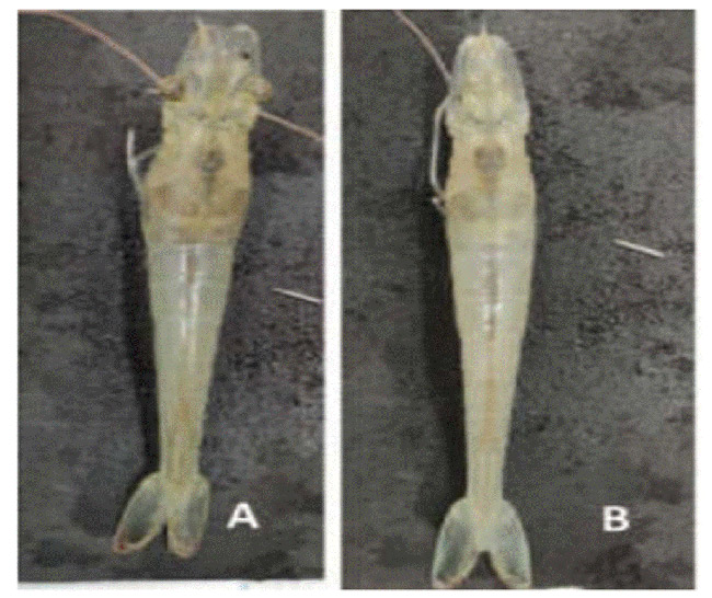 Dấu hiệu bệnh lý tôm cảm nhiễm đơn các chủng vi khuẩn Vibrio spp.