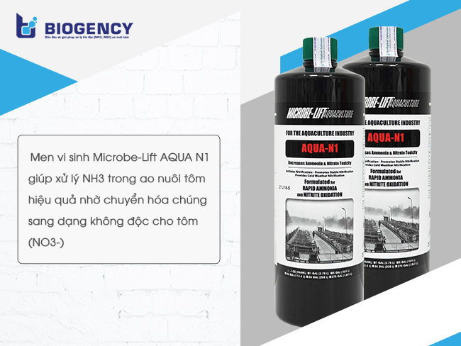 Men vi sinh Microbe-Lift AQUA N1 giúp xử lý NH3 trong ao nuôi tôm hiệu quả nhờ chuyển hóa chúng sang dạng không độc cho tôm (NO3-).