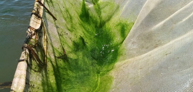 Sử dụng vợt để vớt rong nhớt trong ao.