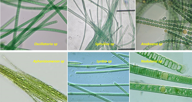 Tảo lam dạng sợi.