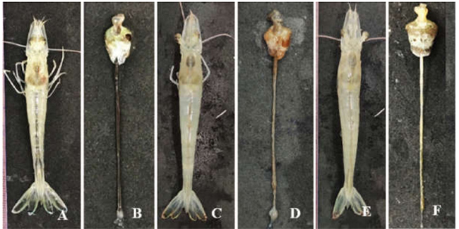 Dấu hiệu bệnh lý tôm thí nghiệm cảm nhiễm tổ hợp Vibrio spp.