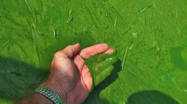 Sử dụng oxy già trong nuôi tôm có khả năng diệt các loài tảo độc.