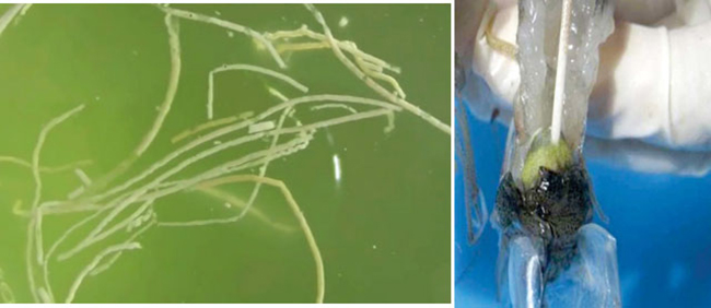 Bệnh phân trắng ở tôm khi ăn phải tảo lam.