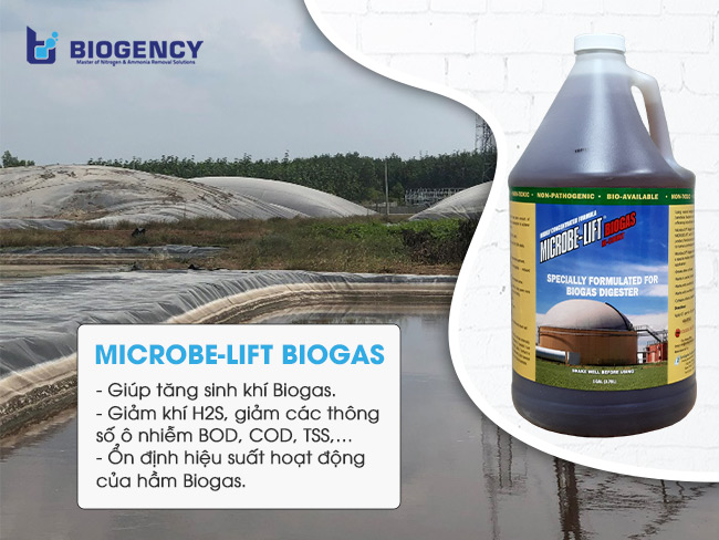 Hầm Biogas trong xử lý nước thải chăn nuôi heo công nghiệp.
