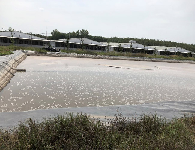 Hồ lắng sinh học trong xử lý nước thải chăn nuôi heo công nghiệp.