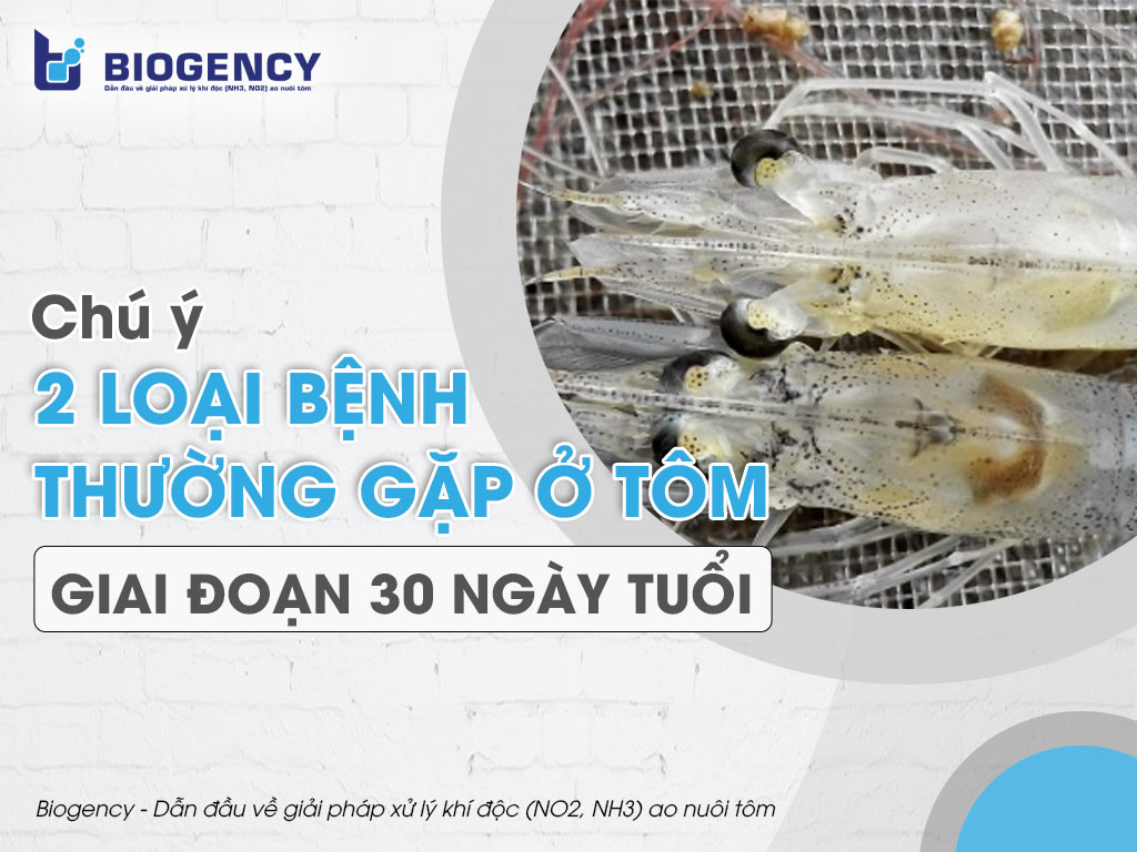 Chú ý 2 loại bệnh thường gặp ở tôm giai đoạn 30 ngày tuổi