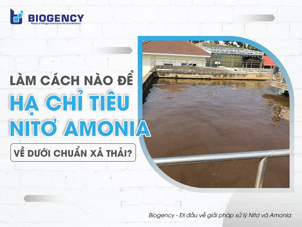 Làm cách nào để hạ chỉ tiêu Nitơ Amonia về dưới chuẩn xả thải?