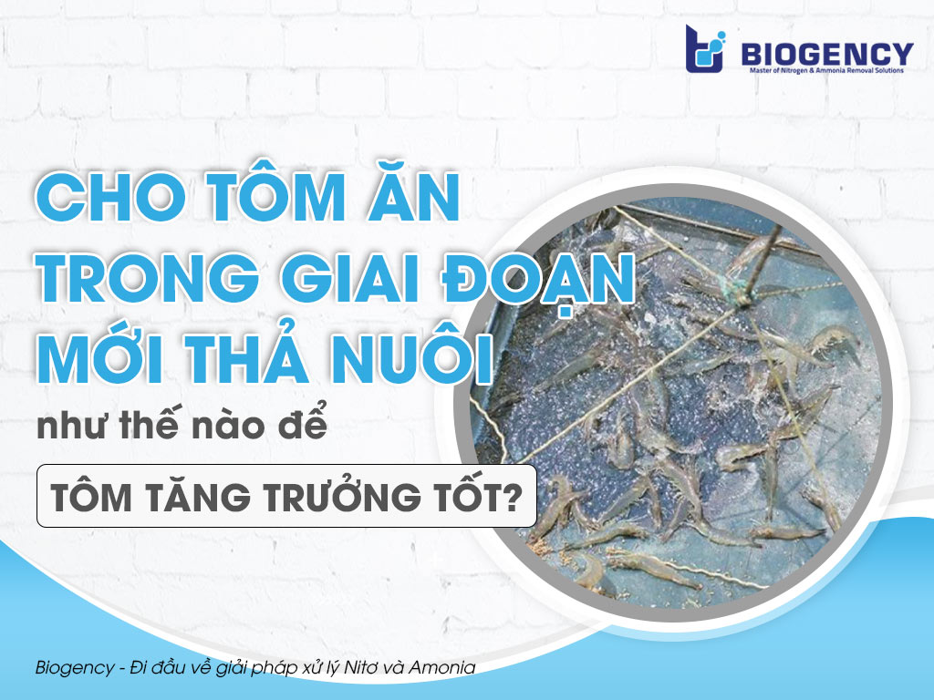 Cho tôm ăn trong giai đoạn mới thả nuôi như thế nào để tôm tăng trưởng tốt?