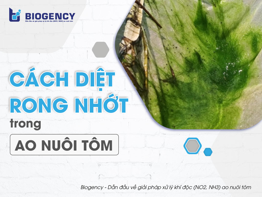 Cách diệt rong nhớt trong ao nuôi tôm