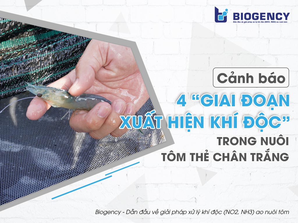 Cảnh báo 4 “giai đoạn xuất hiện khí độc” trong nuôi tôm thẻ chân trắng