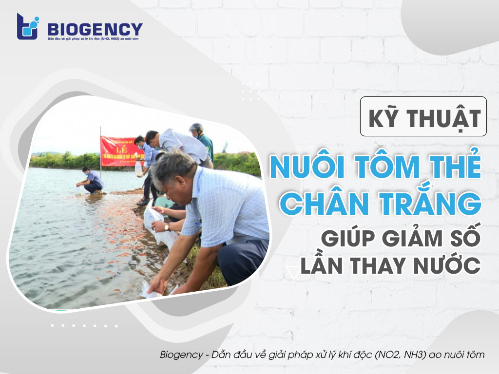 Kỹ thuật nuôi tôm thẻ chân trắng giúp giảm số lần thay nước