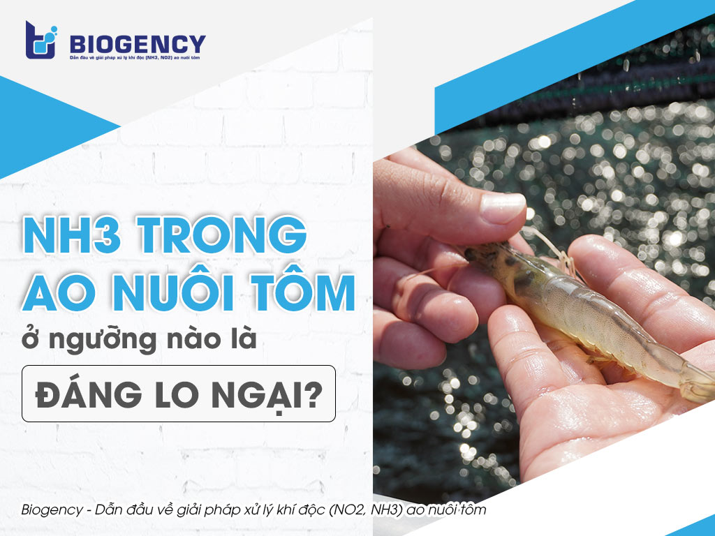 NH3 trong ao nuôi tôm ở ngưỡng nào là đáng lo ngại?