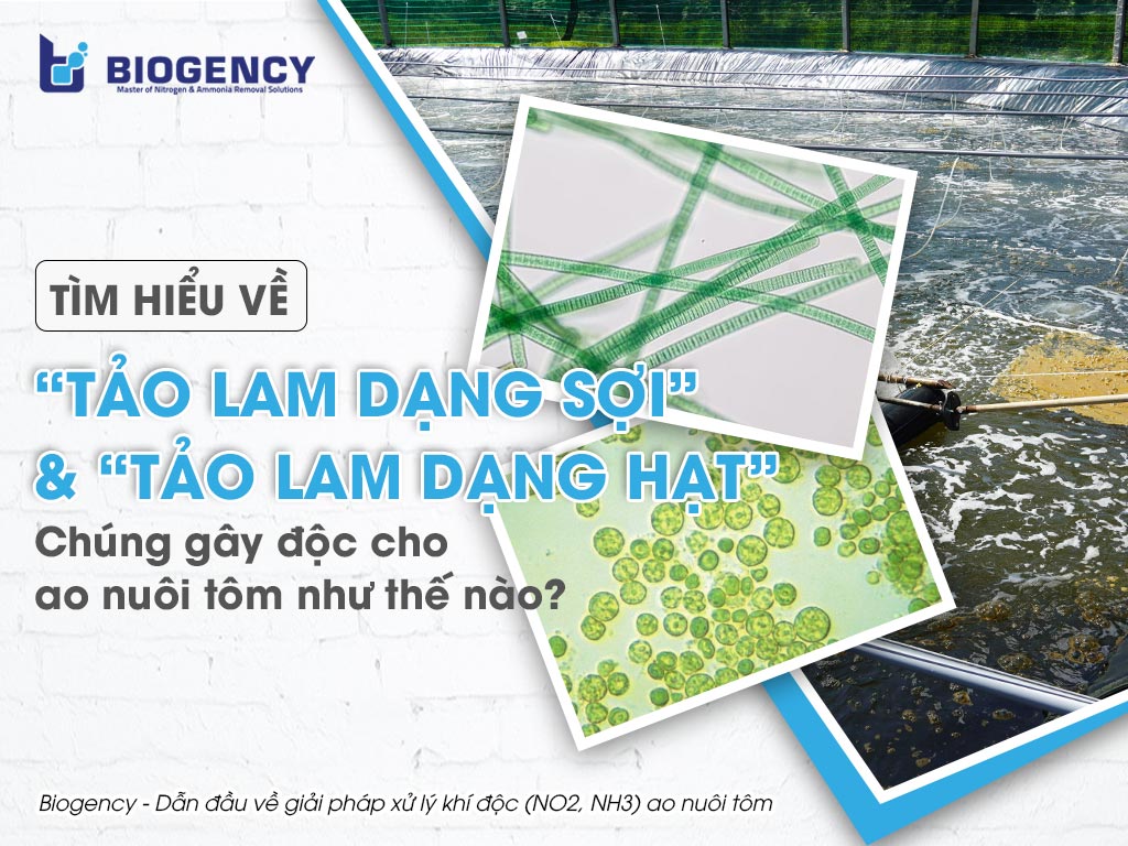 Tìm hiểu về “tảo lam dạng sợi” và “tảo lam dạng hạt”. Chúng gây độc cho ao nuôi tôm như thế nào?