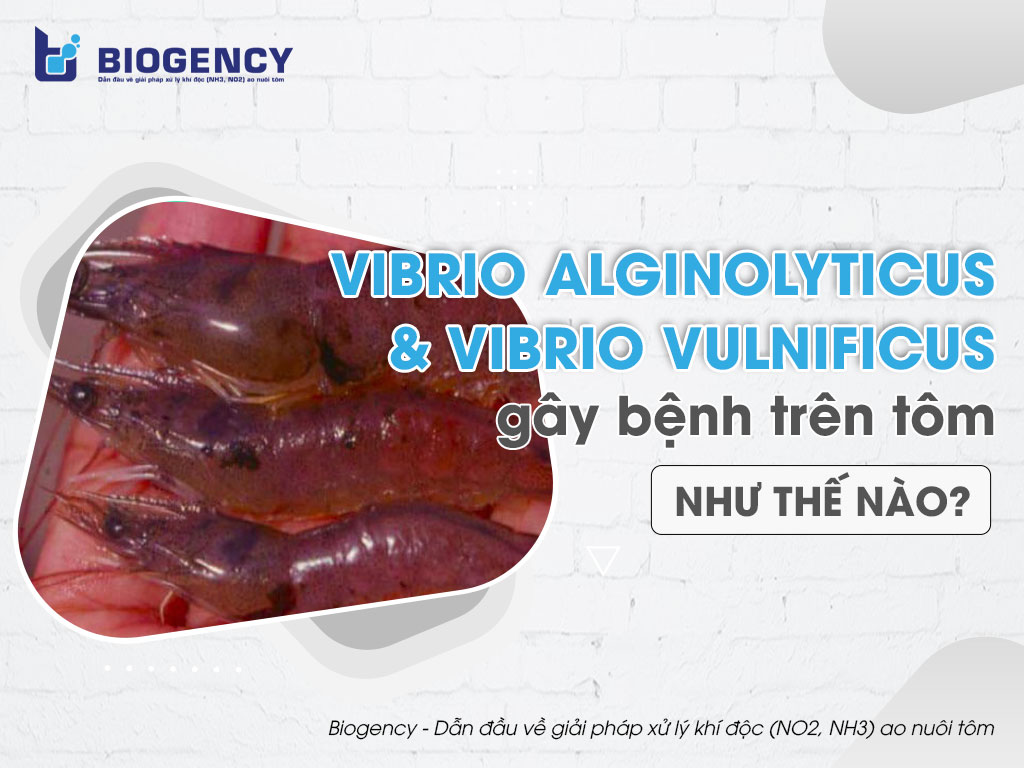 Vibrio Alginolyticus và Vibrio Vulnificus gây bệnh trên tôm như thế nào?