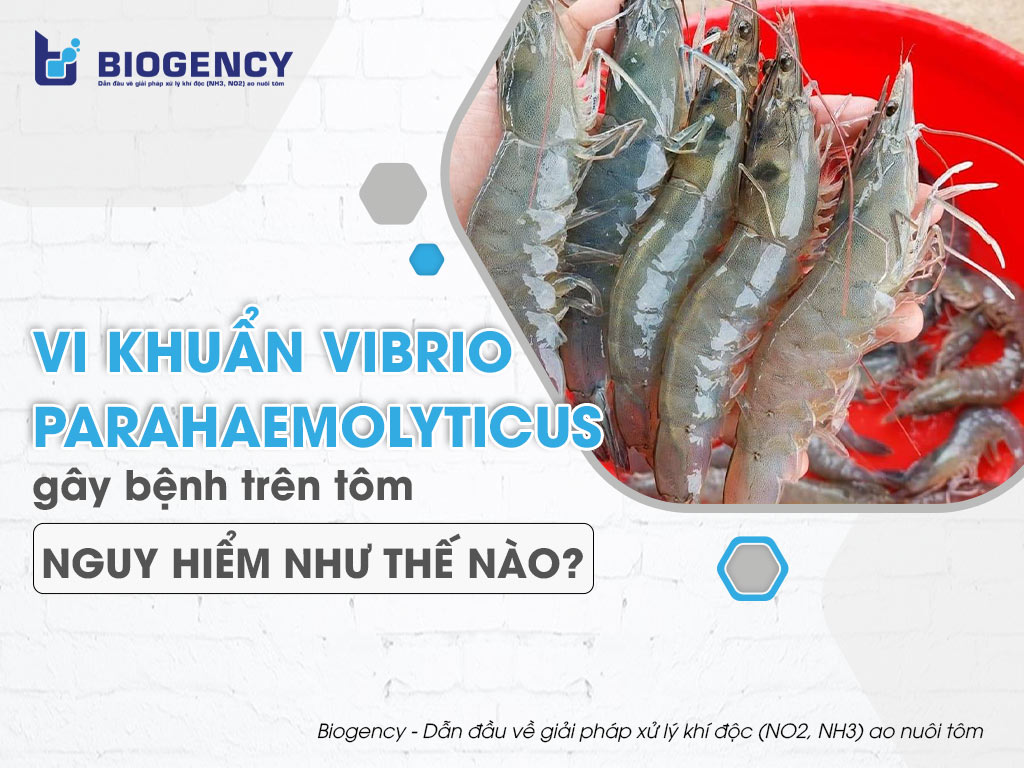 Vi khuẩn Vibrio Parahaemolyticus gây bệnh trên tôm nguy hiểm như thế nào?