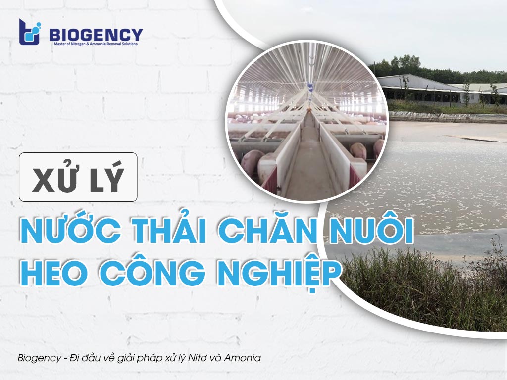 Xử lý nước thải chăn nuôi heo công nghiệp