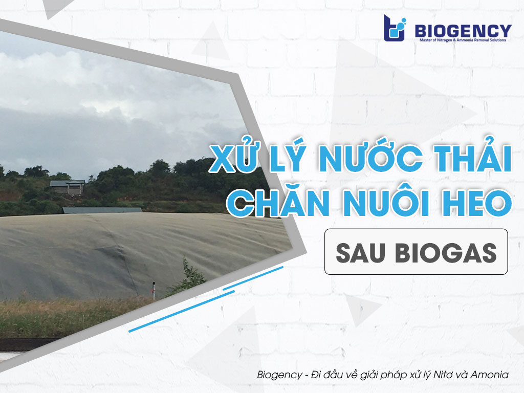 Xử lý nước thải chăn nuôi heo sau Biogas