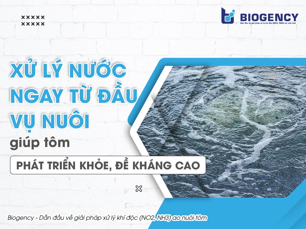 Xử lý nước ngay từ đầu vụ nuôi giúp tôm phát triển khỏe, đề kháng cao