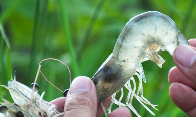 Cấu tạo ruột tôm đơn giản, do đó dễ mẫn cảm với vi khuẩn.