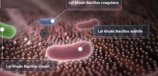 Chủng vi khuẩn Bacillus khi nhìn dưới kính hiển vi.
