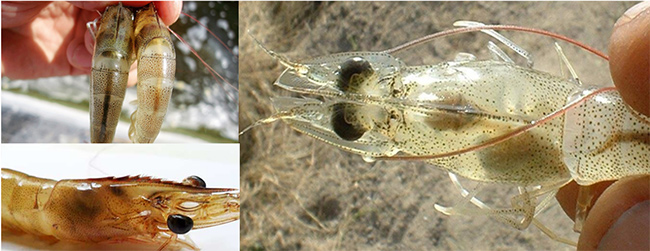 Hình ảnh tôm bị bệnh hoại tử gan cấp tính.