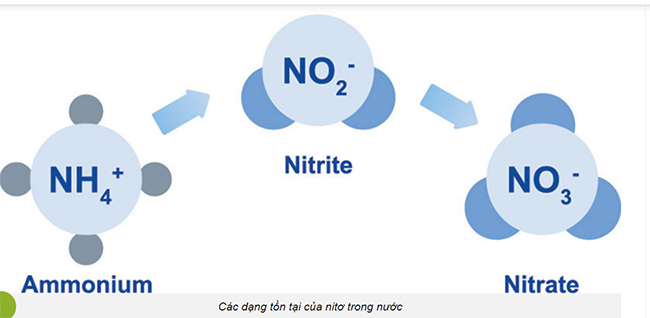 Một số dạng tồn tại của Nitơ trong nước.