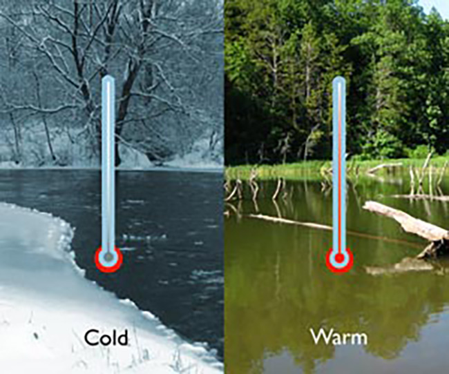 Nhiệt độ ao tôm tác động đên quá trình sinh trưởng, phát triển của tôm.