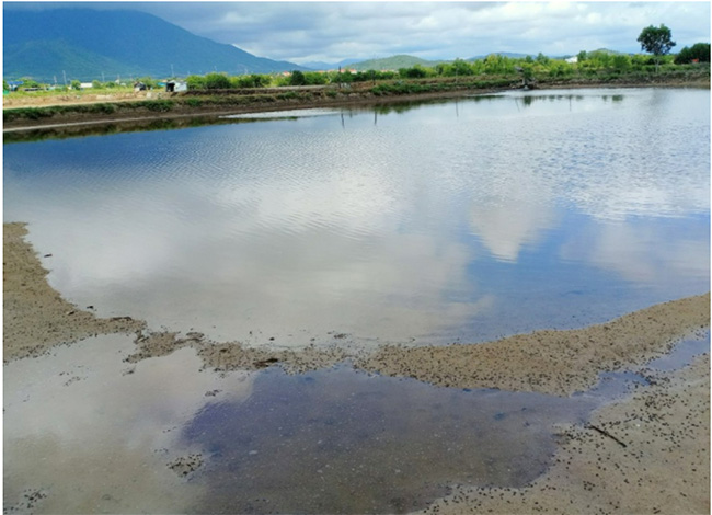 Nhiều ao nuôi đã bị thiệt hại từ giai đoạn thả tôm, tháo cạn nước.