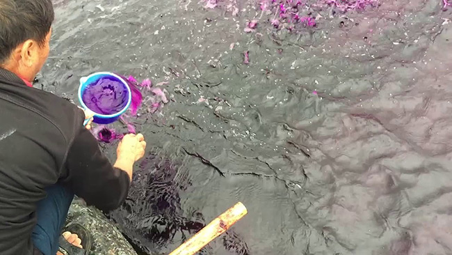 Sử dụng thuốc tím để diệt khuẩn ao nuôi tôm.