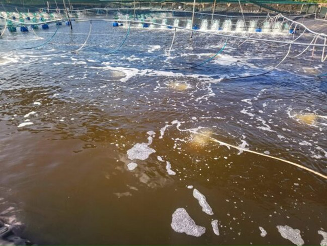 Tảo mắt làm nước có màu nâu đen.