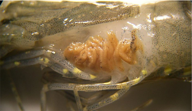 Biểu hiện vàng gan, vàng mang tại đầu con tôm.