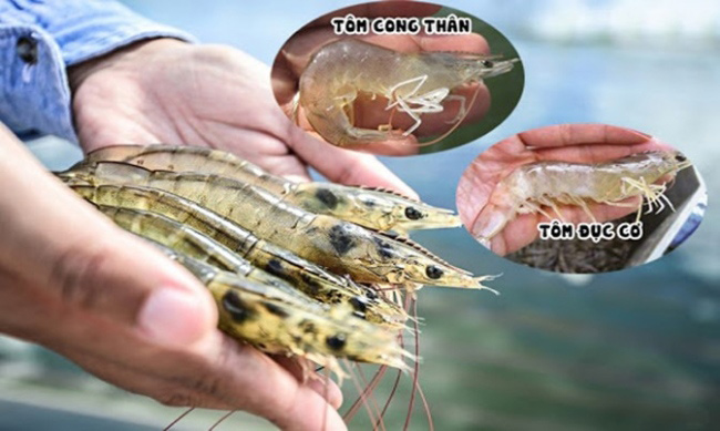 Kiểm soát tốt khoảng nhiệt độ cho tôm sinh trưởng để tránh hiện tượng tôm bị đục cơ, cong thân.