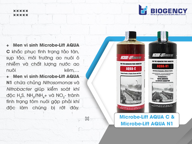 Sản phẩm men vi sinh Microbe-Lift AQUA C và Microbe-Lift AQUA N1 được sử dụng trong ao nuôi tôm.