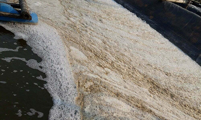 Sử dụng hóa chất để cắt tảo trong ao tôm có thể làm hóa chất tích tụ ở đáy ao, dễ gây hiện tượng sụp tảo.