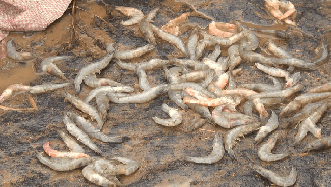 Trứng nước có độc tố, xuất hiện mật độ cao trong ao nuôi có thể dẫn đến tôm chết hàng loạt.