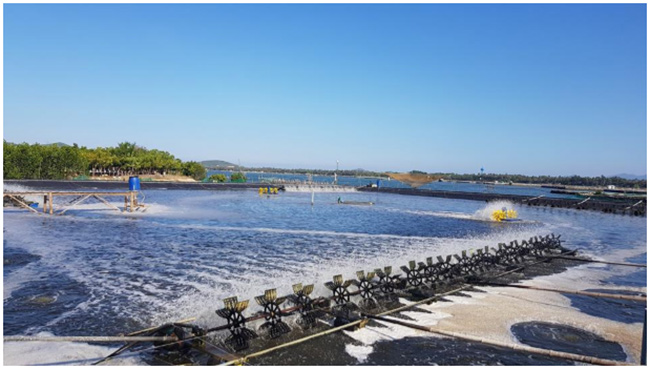 Chạy quạt, oxy đáy trong mùa nóng để tránh sự phân tầng nhiệt độ, đảm bảo nhiệt độ cho tôm sinh trưởng, phát triển tốt nhất.