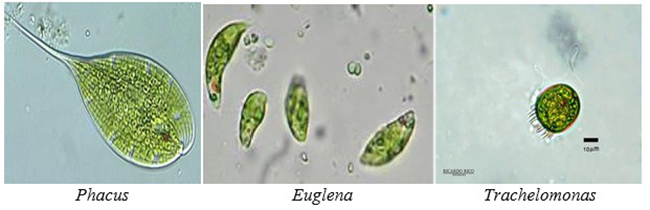 Một số loại tảo mắt phổ biến trong ao tôm.