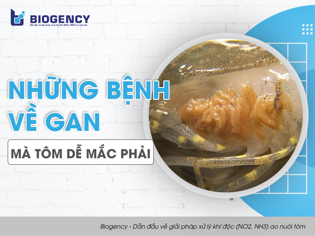 Những bệnh về gan mà tôm dễ mắc phải