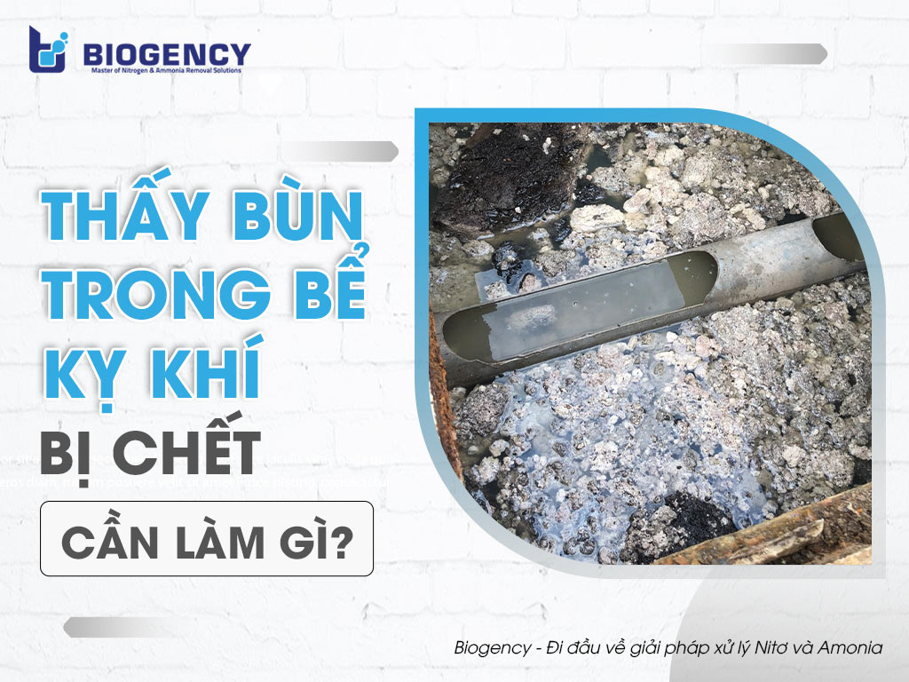 Thấy bùn trong bể kỵ khí bị chết, cần làm gì?