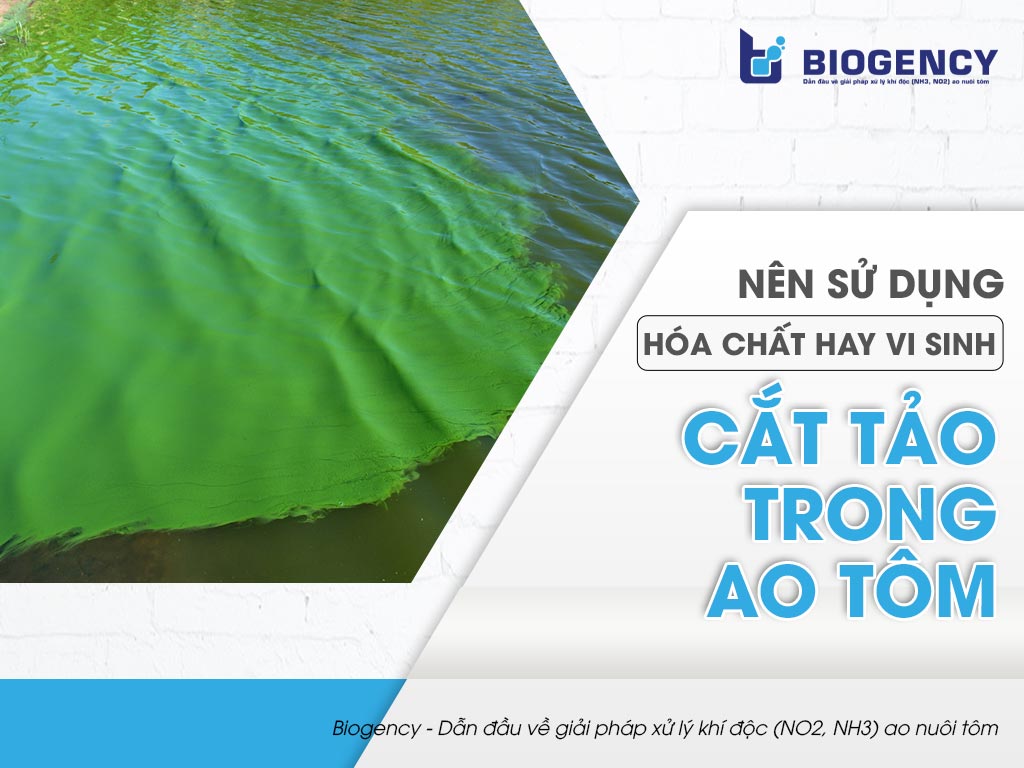 Nên sử dụng hóa chất hay vi sinh để cắt tảo trong ao tôm?