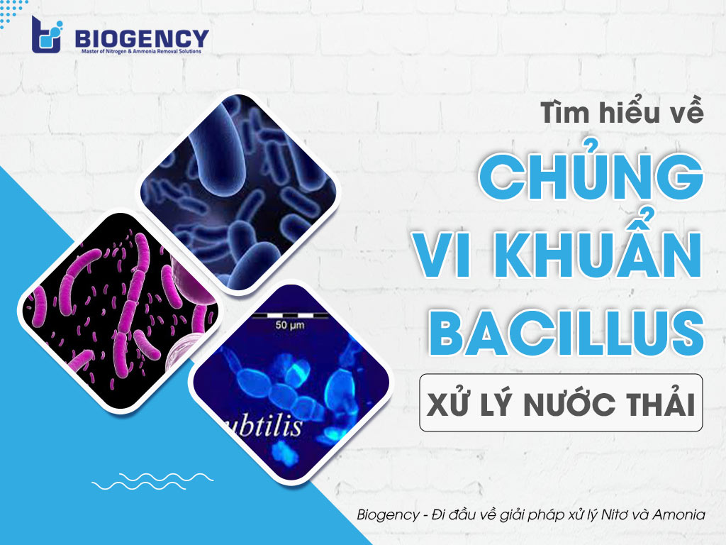 Tìm hiểu về chủng vi khuẩn Bacillus xử lý nước thải