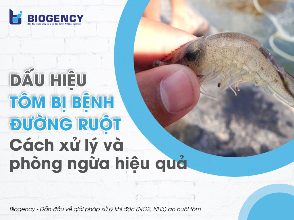 Dấu hiệu tôm bị bệnh đường ruột. Cách xử lý và phòng ngừa hiệu quả