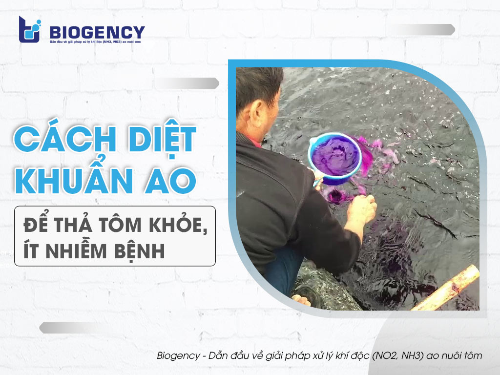Cách diệt khuẩn ao để thả tôm khỏe, ít nhiễm bệnh