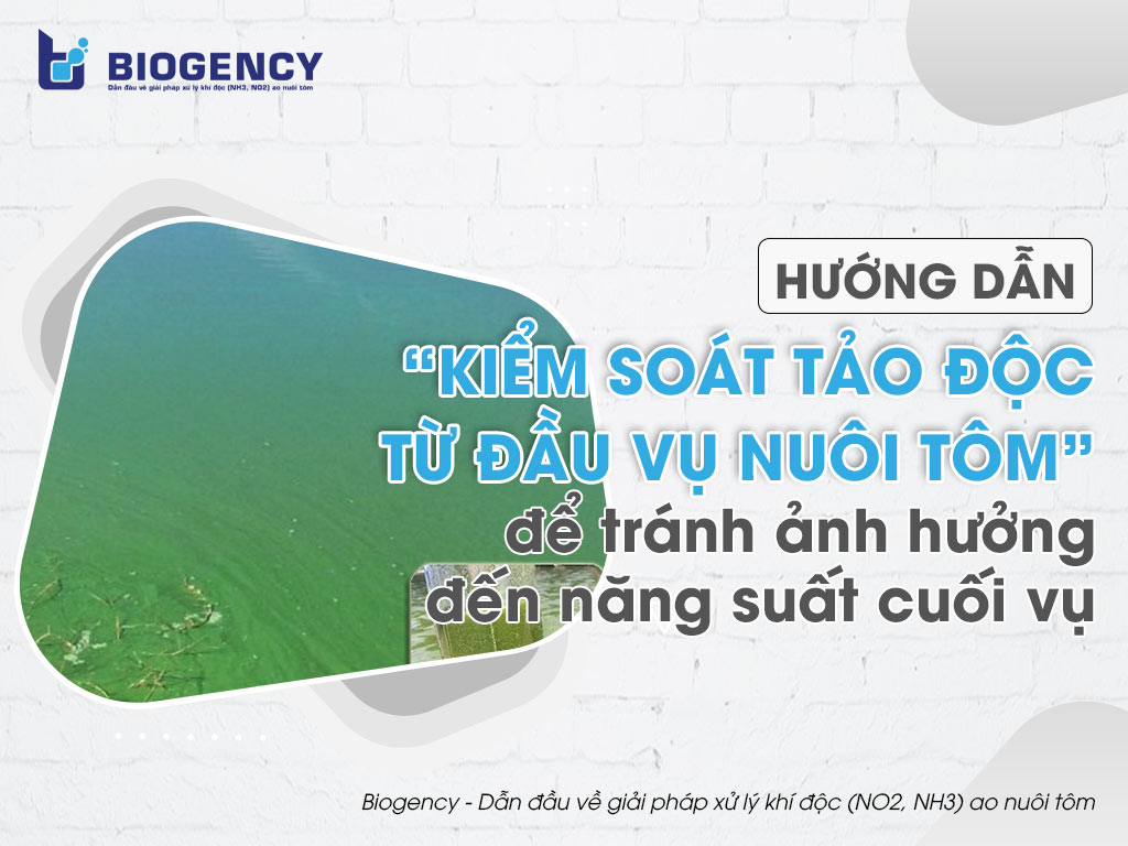 Hướng dẫn “kiểm soát tảo độc từ đầu vụ nuôi tôm” để tránh ảnh hưởng đến năng suất cuối vụ