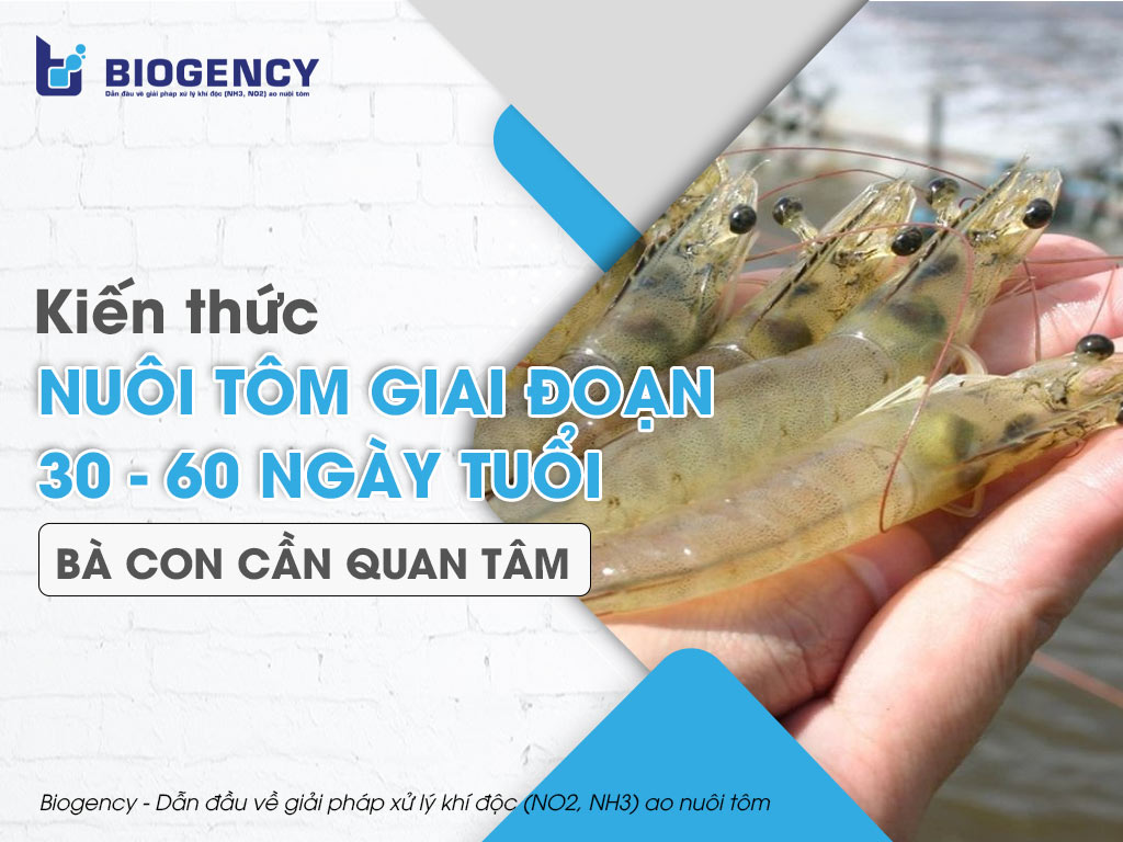 Kiến thức nuôi tôm giai đoạn 30 - 60 ngày tuổi bà con cần quan tâm