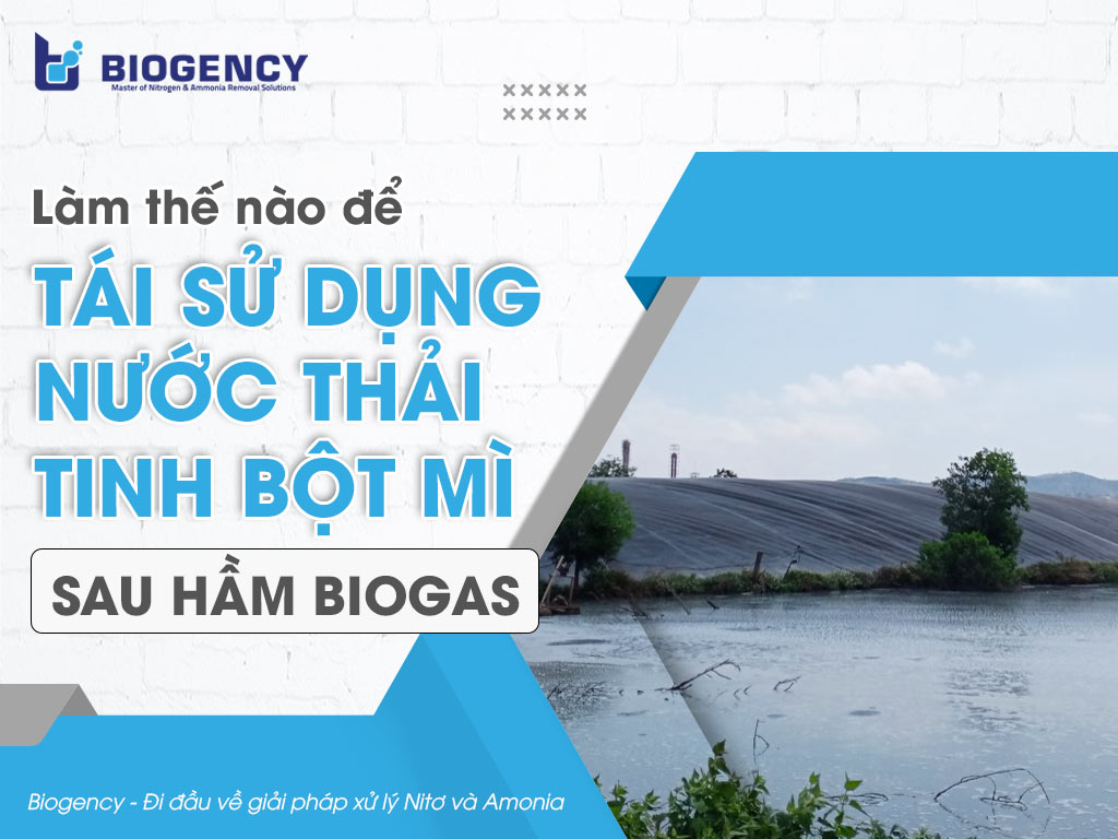 Làm thế nào để tái sử dụng nước thải tinh bột mì sau hầm Biogas?